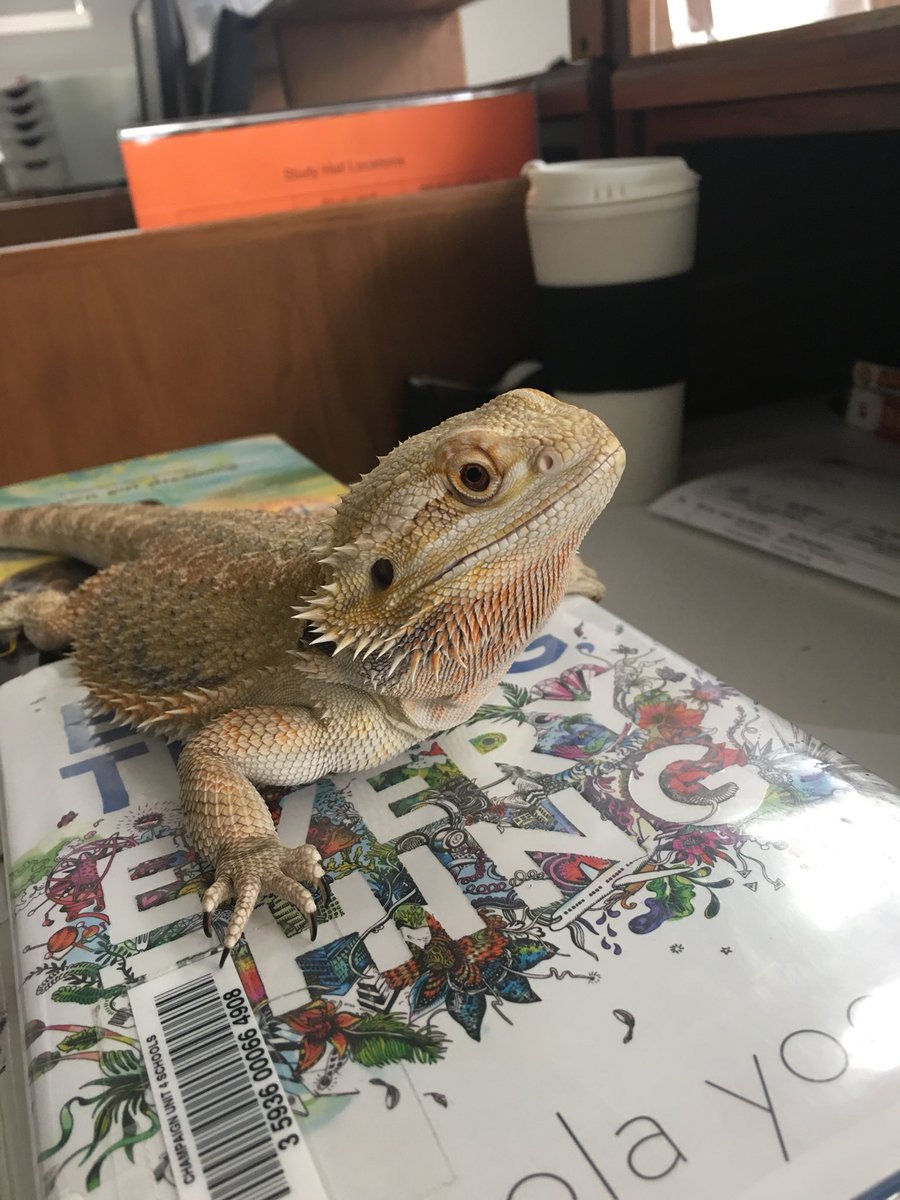 maroonlibrary's tweet photo. Asterix is visiting the #maroonlibrary Stop by and say hi! #librarylizard #culturedbeardie https://t.co/c7qFy3ckpV