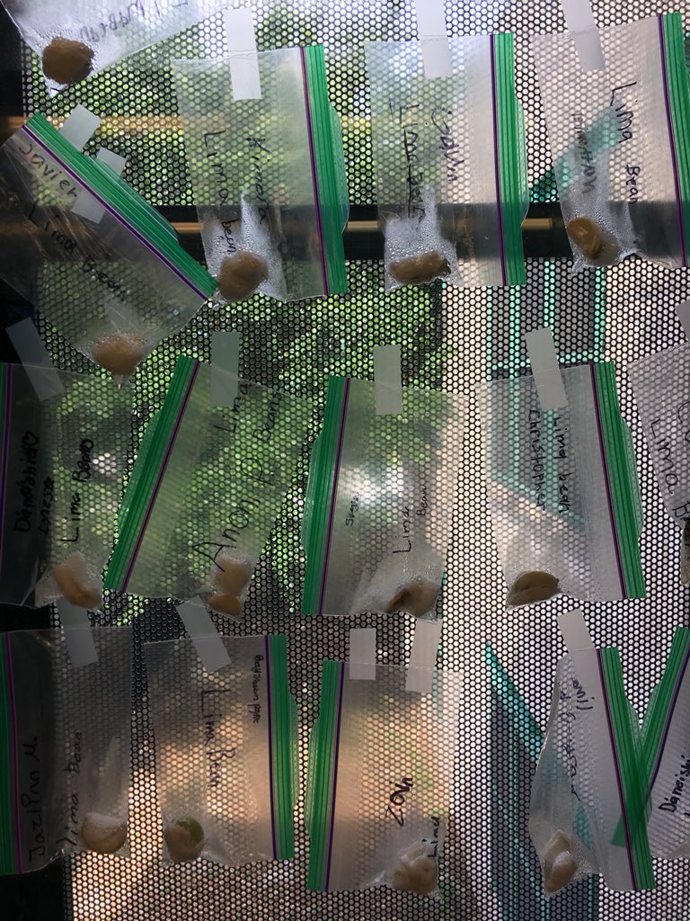 MsWhitneysRoom's tweet photo. Our beans and lentils are growing, too! #3rdgrade #science #classroomfun https://t.co/XfqhiJ43QL