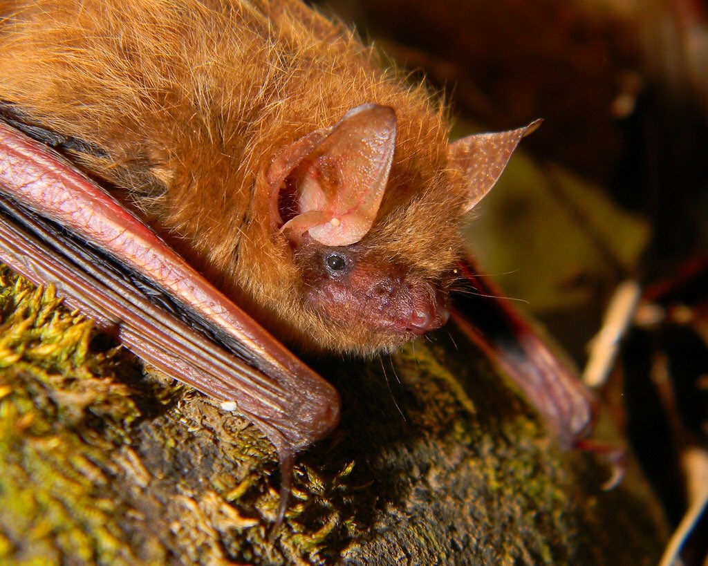 lu_jess028's tweet photo. The Indiana bat, gray bat, Triccolored bat, little brown bat 🦇 etc... are some of the 11 species of bats mainly effected by white nose syndrome #ees028 #6thextinction https://t.co/4273WclQHL