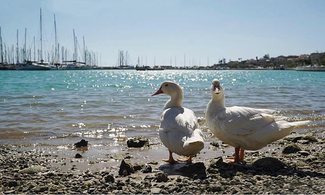Che vogliate tuffarvi in un’avventura, volare lontano o rimanere con i piedi per terra, l’importante è che siate liberi di farlo. Buon 25 Aprile con lo scatto di <a href="/andrea/">Andrea Schwandt-Arbogast</a>.mastrilli  #igersragusa #bestoftheday . . .
Scatto selezionato da @lovesicilyfoodand… ift.tt/2JmOFVV