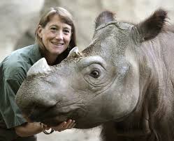 Los221EES's tweet photo. Here is a photo of Suci, a Sumatran rhino, that was born and raised in the Cincinnati zoo. The lineage of the Sumatran Rhino can be traced back over 20 millions years, making it one of the oldest breeds of rhino. #6thextinction #ees028 https://t.co/SN6vZ1AKcu