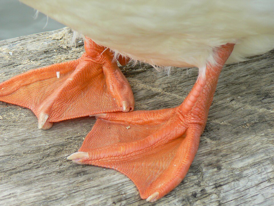 lu_jess028's tweet photo. Dad of the year! Charles Darwin had his kids count how many snail hatchlings and other mollusks are attached to the duck feet, you gotta do what you gotta do to test the New Pangea Theory!! #ees028 #6thextinction https://t.co/a1hHPFZxbR