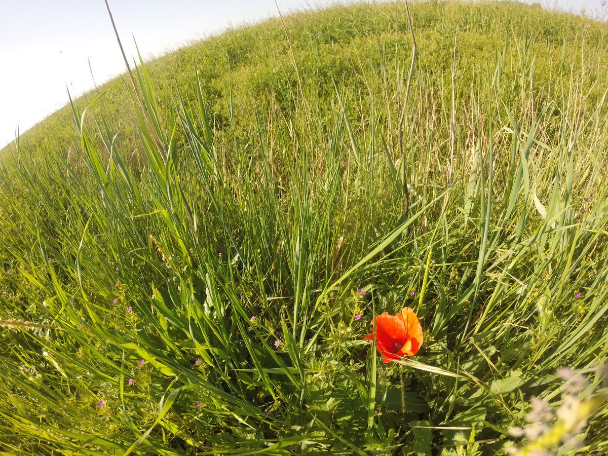 PaolaMassimo_'s tweet photo. Retweeted inviaggiocolmiobimbo (@viaggiobimbo):

Di ritorno dalla Riserva Fontanili di Corte Valle Re: percorsi facili per scoprire la geologia e la biologia del territorio! #geoturismo #inEmiliaRomagna @turismo_RE @visitRE https://t.co/LmDS4Q752u