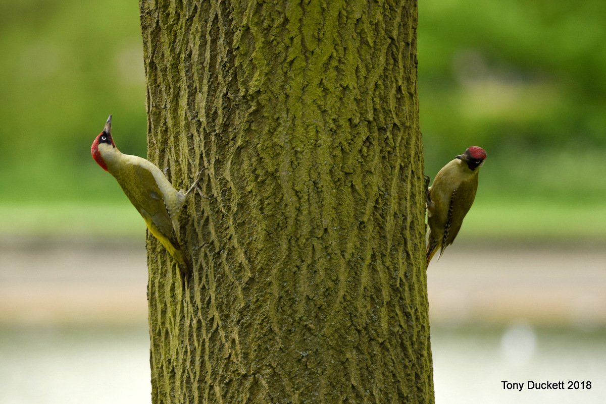 parkbirdslondon's tweet photo. It is a struggle finding new birds, #ReedWarblers have increased but not much else, so after the ouzel a #GardenWarbler was welcome. #Yaffles were calling in various locations, after a dodgy landing this #Heron had a crap breakfast.
#londonbirds #LBCbn #woodpeckers #theroyalparks https://t.co/K338DXm2Lz