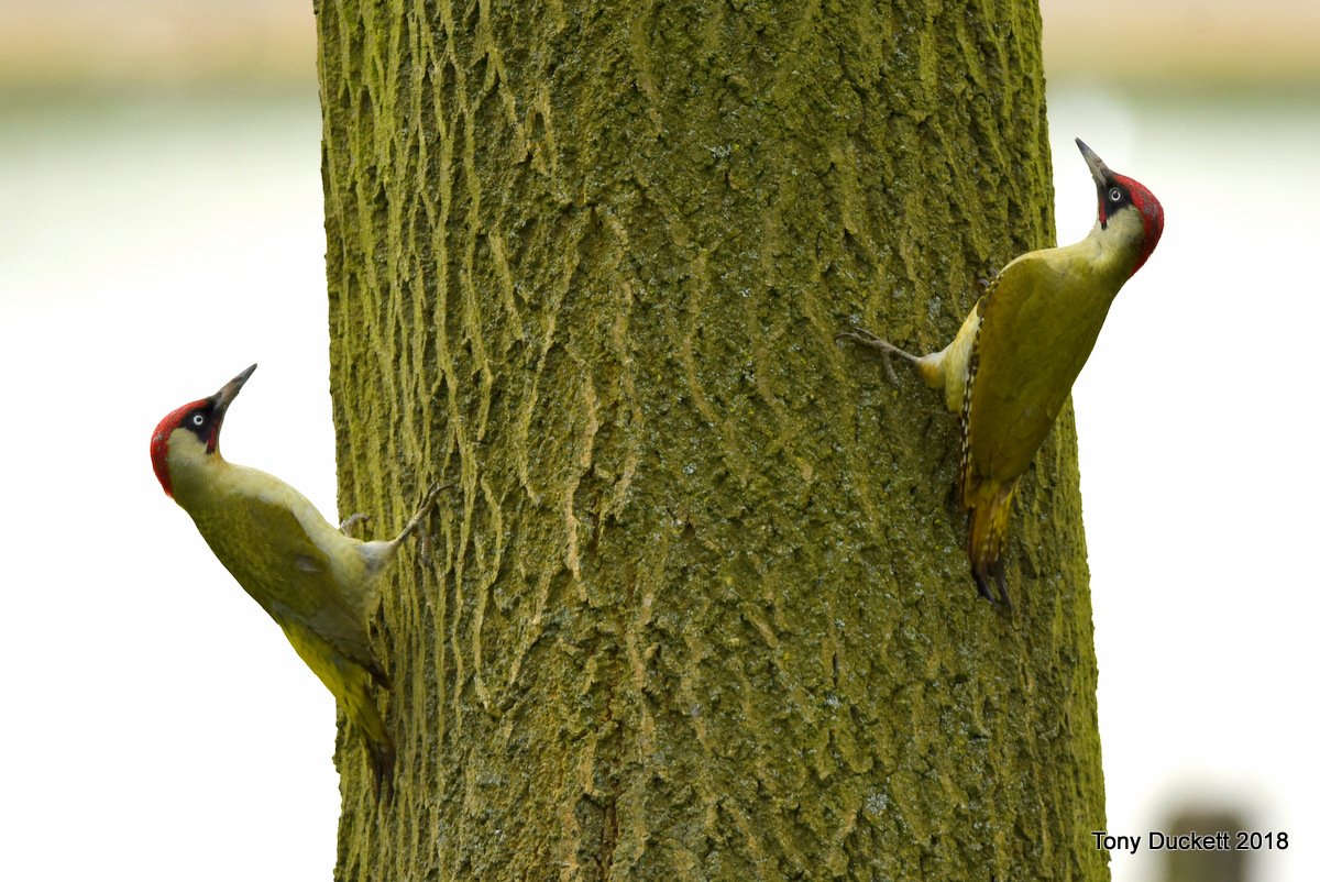 parkbirdslondon's tweet photo. It is a struggle finding new birds, #ReedWarblers have increased but not much else, so after the ouzel a #GardenWarbler was welcome. #Yaffles were calling in various locations, after a dodgy landing this #Heron had a crap breakfast.
#londonbirds #LBCbn #woodpeckers #theroyalparks https://t.co/K338DXm2Lz