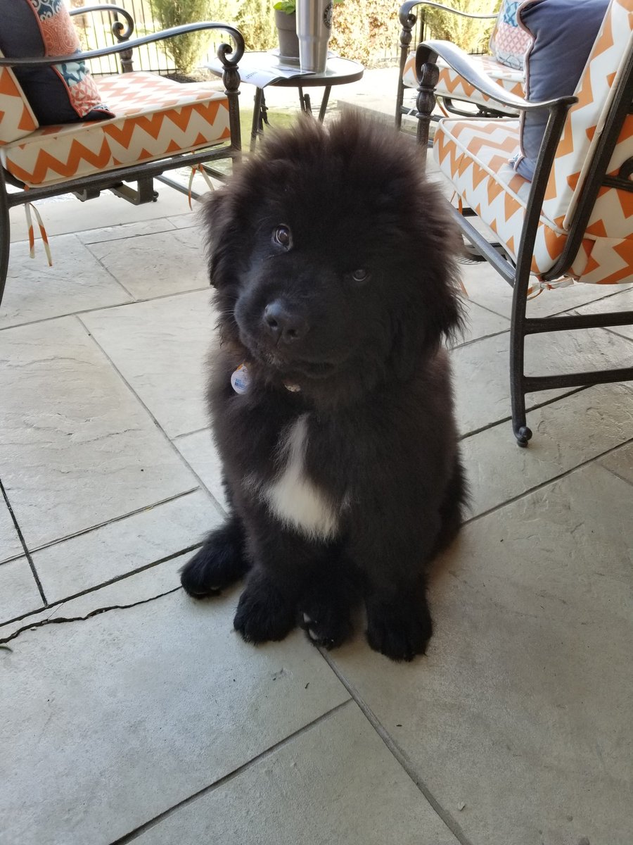 Our new baby named after Tua Tagovailoa, Bama freshman qb and national title game co-qb with Jalen Hurts.  Keep the faith boys...keep supporting and loving and keep on ballin.