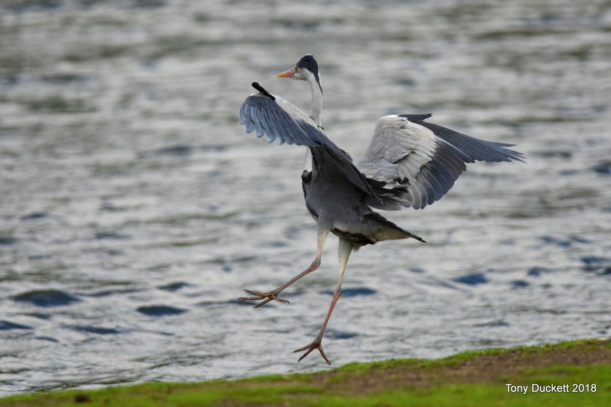parkbirdslondon's tweet photo. It is a struggle finding new birds, #ReedWarblers have increased but not much else, so after the ouzel a #GardenWarbler was welcome. #Yaffles were calling in various locations, after a dodgy landing this #Heron had a crap breakfast.
#londonbirds #LBCbn #woodpeckers #theroyalparks https://t.co/K338DXm2Lz