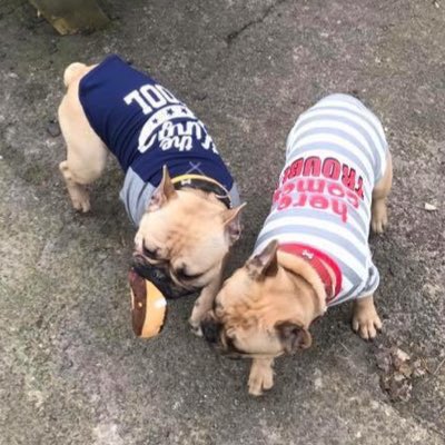 Mollie pug 2 tweet media