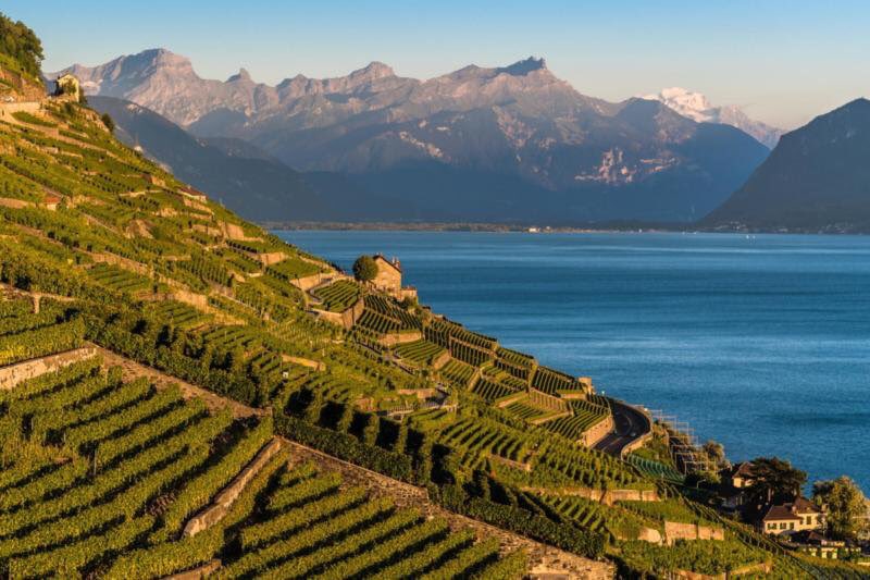viniconsulting's tweet photo. Muy bonita foto de los viñedos de Lavaux situados en el cantón suizo de Vaud en el distrito de Lavaux. https://t.co/DWiUcYx4Qr