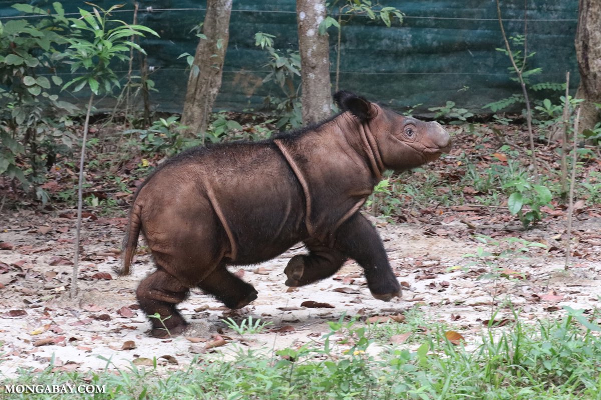 lu_jess028's tweet photo. There are only 5 documented populations of Sumatran rhinos in the wild..... #ees028 #6thextinction https://t.co/jy7x738QR4