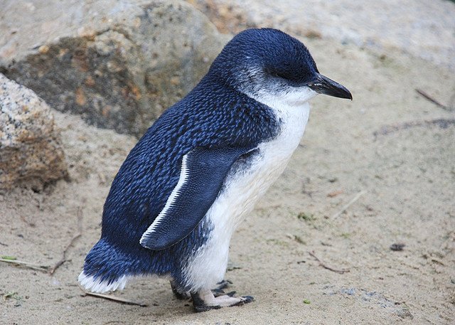 UNLEASH on Twitter: "The Little Blue Penguin -- the planet's smallest  penguin species -- is so tiny that in Australia they are called "fairy  penguins." We need to protect their habitat, and