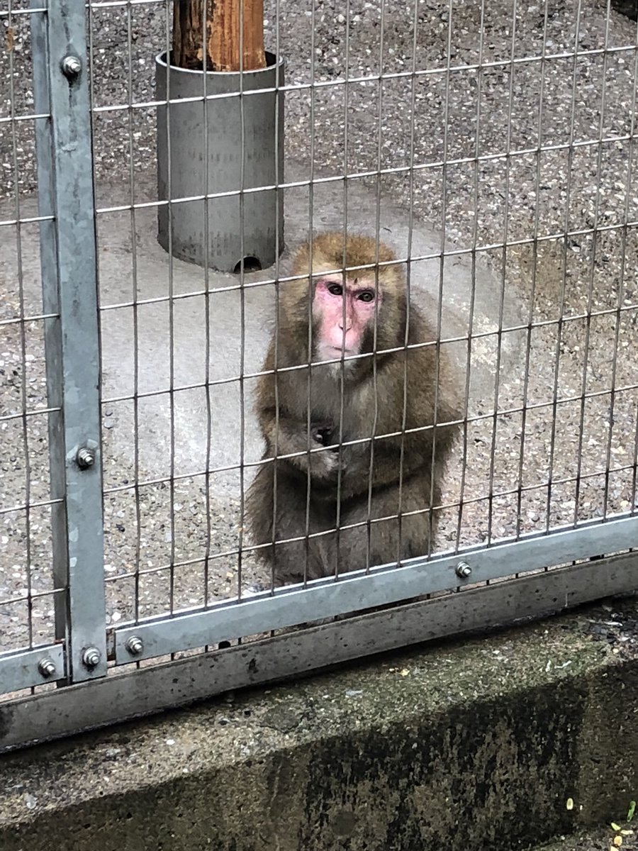 Twitter पर ゆいたそ 上野動物園の猿おもしろすぎるww 控えめにようこそって言ってる感じの猿と 猿山の頂点でイチャコラする猿 2人のすぐ下で孤独を隠せない猿 めちゃ可愛い