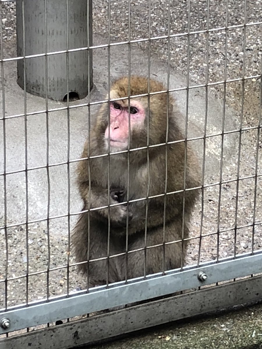ゆいたそ 上野動物園の猿おもしろすぎるww 控えめにようこそって言ってる感じの猿と 猿山の頂点でイチャコラする猿 2人のすぐ下で孤独を隠せない猿 めちゃ可愛い