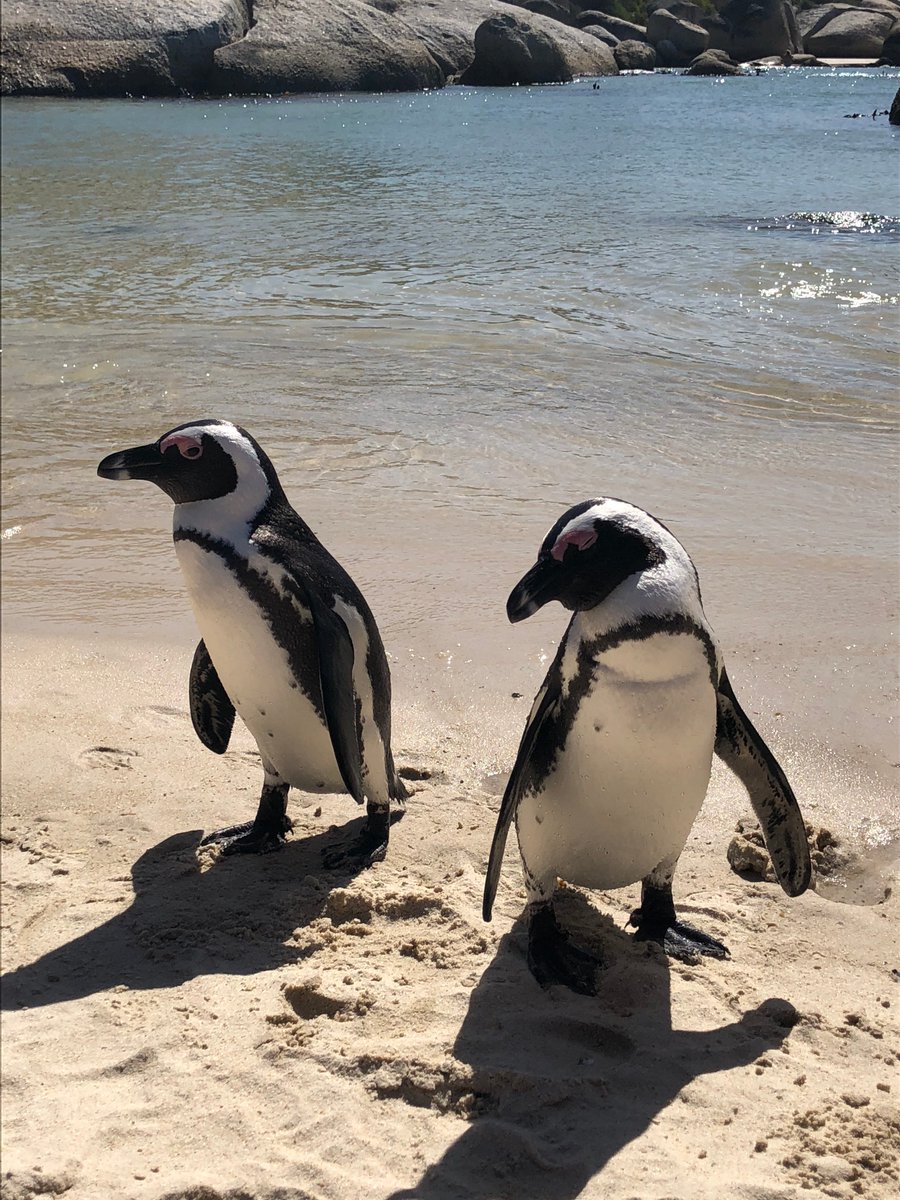 cazstapley's tweet photo. Happy #WorldPenguinDay

Got to meet these beauts at Boulders Beach, South Africa last month! AMAZING Place!!! 🐧🐧 https://t.co/dy2UO8sUc5