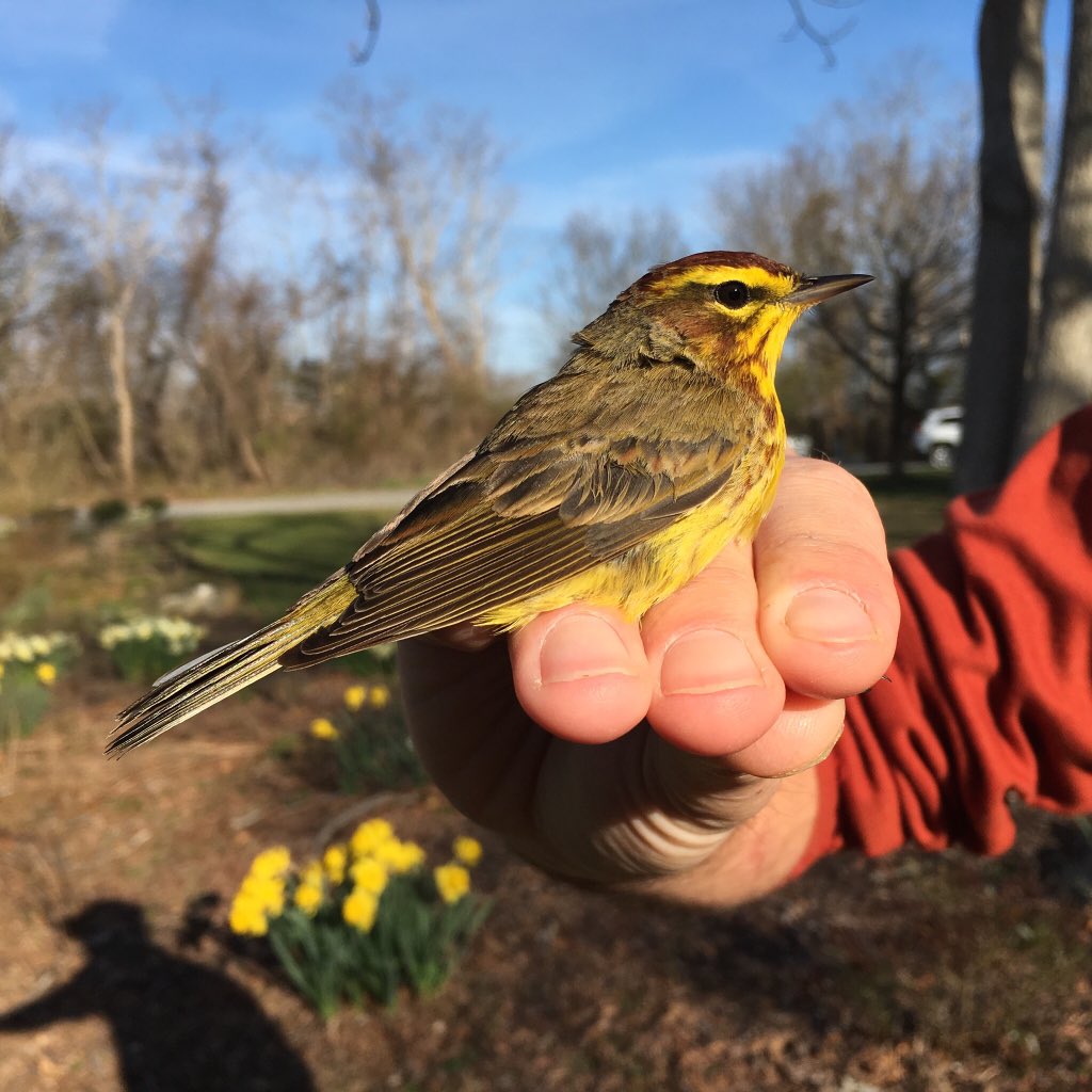 ManometBanding's tweet photo. Monday @ManometCenter featured a notable push of migrants, including several Yellow Palm Warblers. This individual was identified as an after-second-year male due to an extensive (21 mm) rufous crown. #manometspring2018 #birdbanding #palmwarbler https://t.co/OGFogNke3T