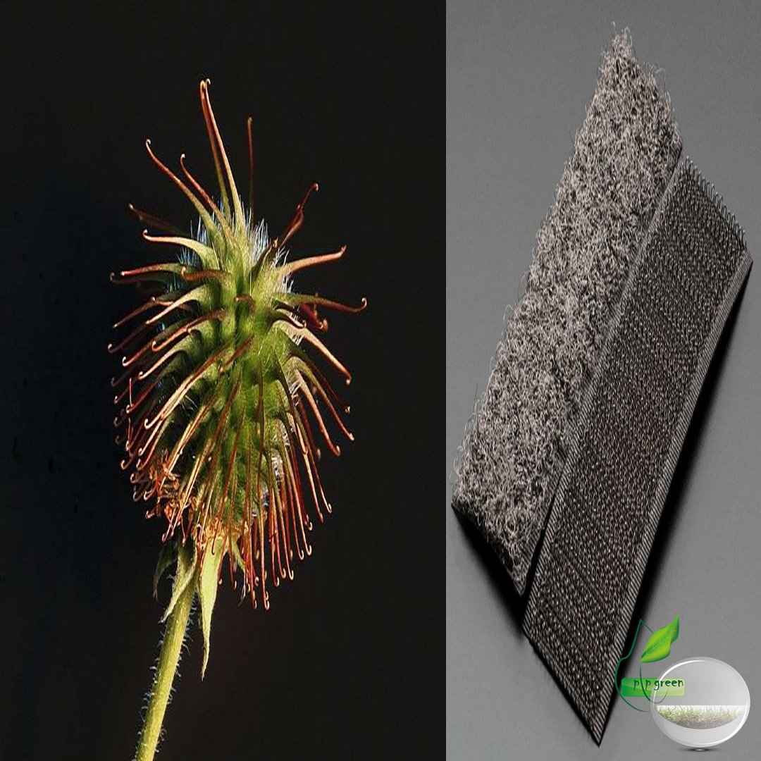 Pip Green on Twitter: "#Velcro is one of the #best-known examples of # Biomimicry. Used for #clothing, it is #inspired by #plants with #hooks that allow them to have their #transported by #