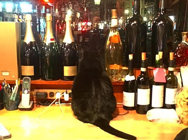 platemark's tweet photo. Bordeaux the cat welcomes wine enthusiasts into @beaconhillwine Mt Vernon St #WindowShoppingWednesday #beaconhill 🍷 🍸 https://t.co/gLbq9xeddb https://t.co/U7YwwofnFw