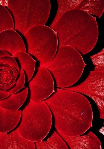 Personare's tweet photo. #Escorpião: O vermelho escuro é estimulante, afasta a tristeza e tira o desânimo. É a cor das paixões e da sexualidade. https://t.co/hk2msFgTVh