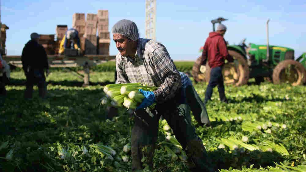 planetmoney's tweet photo. Today on The Indicator: how a shortage of farm laborers is driving some of America’s food production business across the border to Mexico.   https://t.co/AAYI1Mb4vB https://t.co/cwrJjUUcGf