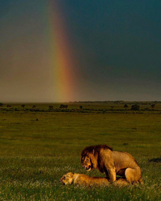 Colors Of Love 
originsafaris.com
#originsafaris #maasaimara #kenya #luxurysafari #africa #travel #PawsTrails #MasaiMara #wildlifeonearth  #kenya #lion #mating #wildlifeowners  #rainbow #igcutest_animals #wildlifephotography RepostBy @nisha.purushothaman