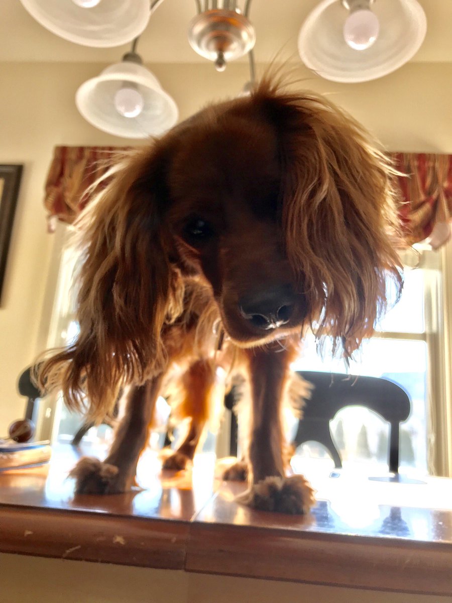 Purdue_SAVMA's tweet photo. “Does this self-timer thing work? I’m new to this, guys.” - Copper taking a #selfie, probably #PurdueDayOfGiving #SAVMA ##SAVMAPurdue https://t.co/bEY2eC4zxG
