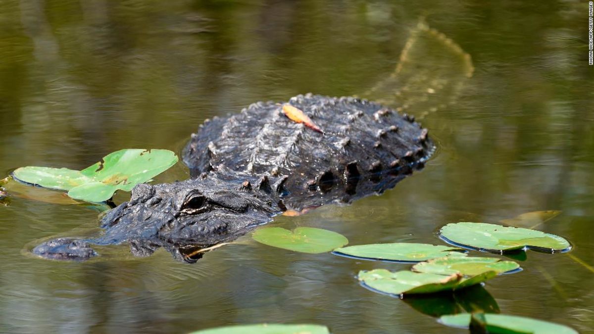Hit by a hurricane, Everglades National Park adapts to climate change. Via CNN cra.in/NTkRYVb