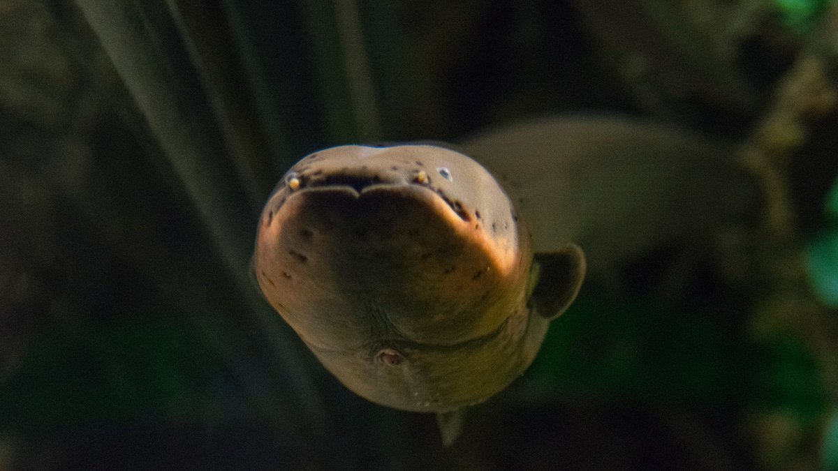 EelectricMiguel's tweet photo. Oh, hey, #Swarm. I was just admiring my reflection and didn't see you there. Out of curiosity, how many of you have visited me at @TNAquarium? Anyone have a #seelfie with me they'd like to share with the class? #imakeyoulookgood https://t.co/jmf8WEaTte