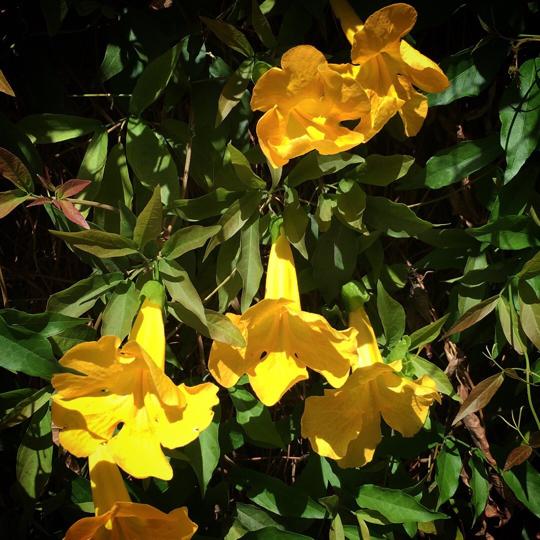 Here we go! This week for #whatsbloomingwednesday includes: star jasmine, jacaranda, ironwood and cat claw vine #uofa #uagrounds #beautifulcampus #tucson