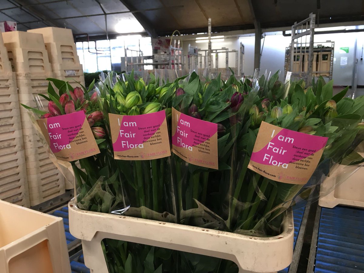 De eerste #Alstroemeria's gaan weg onder het duurzaamheidslabel #FairFlora
Introductie bij <a href="/FloraZON/">FloraZON</a>