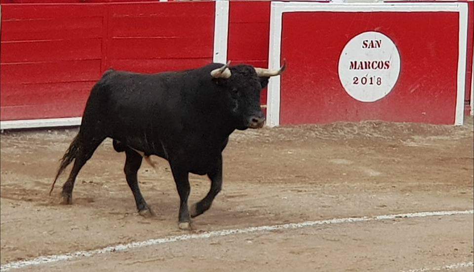 Desde que tenía 12 años y hasta hoy...siempre he entendido el toreo como un acto de heroísmo y no de ventajismo. Eso quizá fue lo que me cautivó y que hoy rara vez percibo.