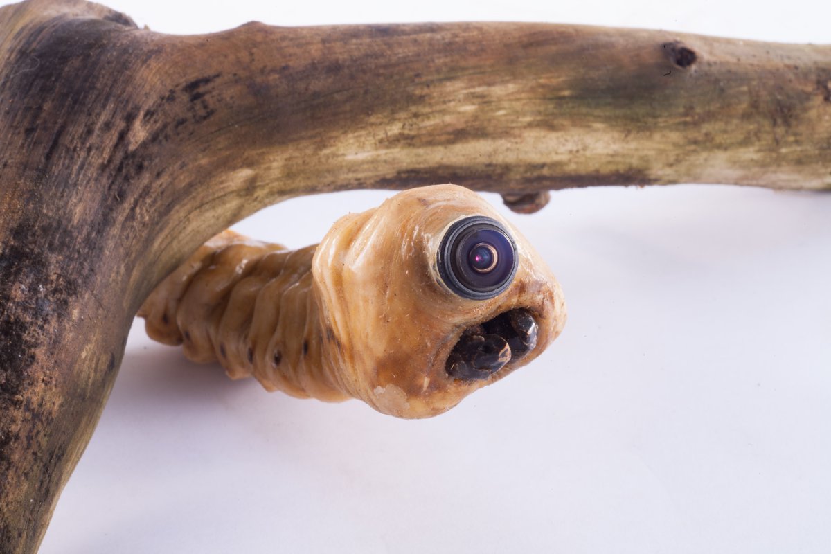 John Downer Productions tweet media