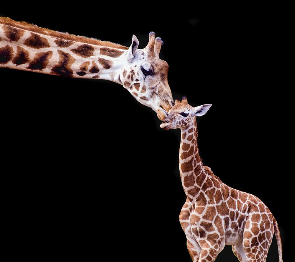 CrownePChester's tweet photo. With over 21,000 animals 🐒 and 500 different species, @ChesterZoo is the UK’s most visited #zoo for a reason! 🦁 Why not combine a visit with a cosy stay at #CPChester? 🛌 We’re so close to the wild! 🚗 To book your stay, visit https://t.co/hzykatuZI6 https://t.co/27nEpM6mnZ