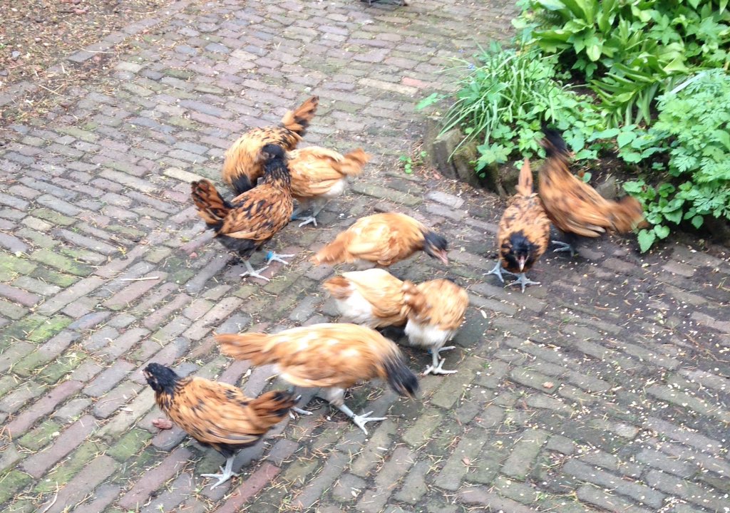 RRolinka's tweet photo. #MoorkopProject met de verhuizing van een groep moorkop Uilebaarden naar @Hindersteyn komt er weer meer plek vrij voor deze jongens! #scharrelcompetitie #GoudMoorkop 9wkn oud. @levenderfgoed https://t.co/paF5usY7p6