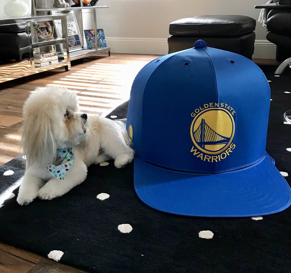 Melanyb12's tweet photo. Yay! @SirTeddyBrewski celebrating the @warriors win in his @_napcap! #warriors #dubs #napcap https://t.co/CTqOUB6kvQ