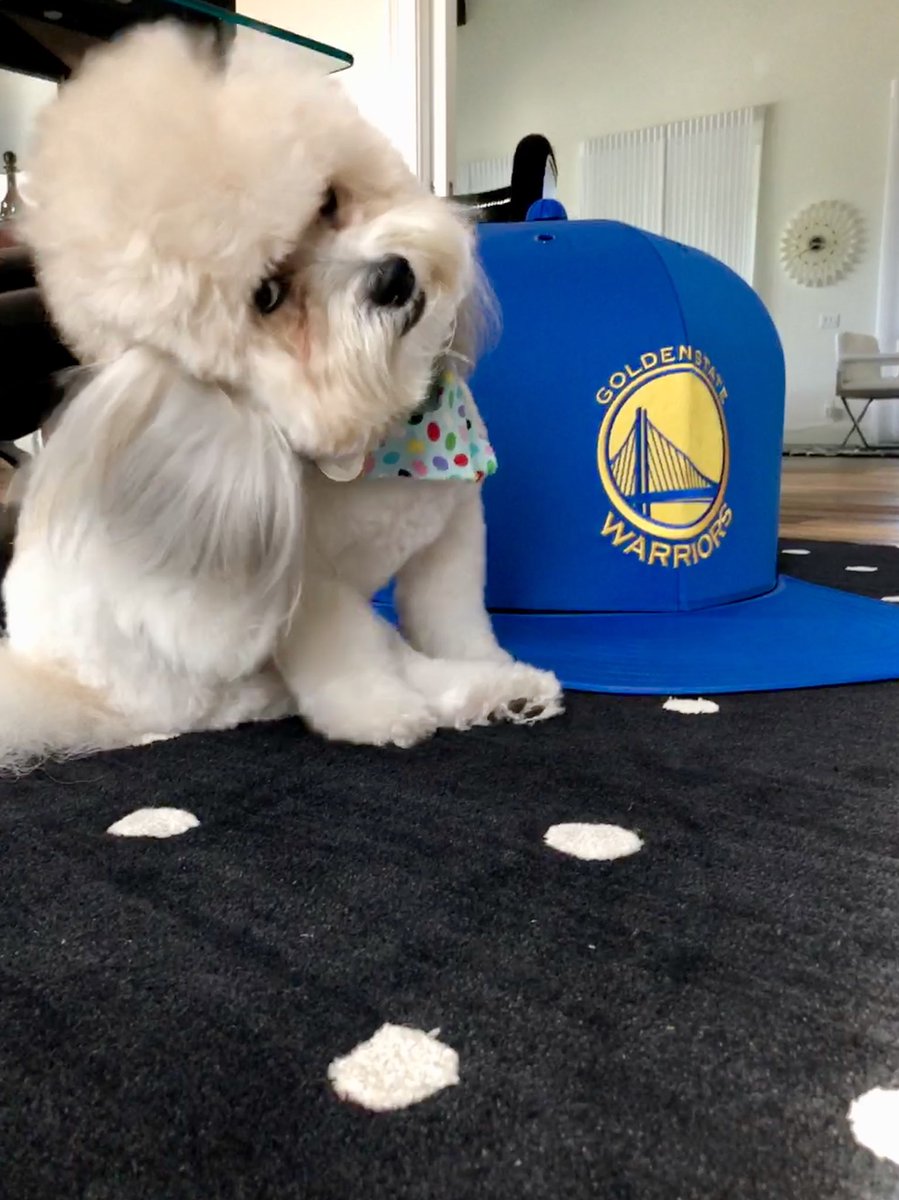 Melanyb12's tweet photo. Yay! @SirTeddyBrewski celebrating the @warriors win in his @_napcap! #warriors #dubs #napcap https://t.co/CTqOUB6kvQ