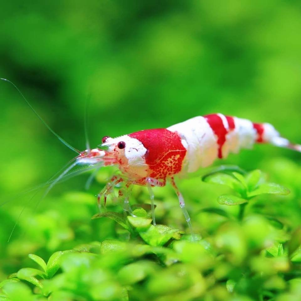 abc_plants's tweet photo. A major reason aquarists opt to use tissue culture plants in their tank, is because they offer greater peace of mind to those who keep rare and fragile species, Crystal Red Shrimp, for instance. TC plants do not come with the risk of harmful contaminants, such as pesticides. https://t.co/WFWVRvMCZP