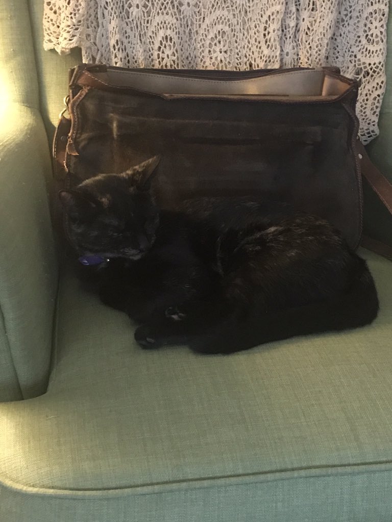 theCMEguy's tweet photo. First time #cmepalooza attendee. She's riveted. #cmecat https://t.co/PNcZV57Cpa