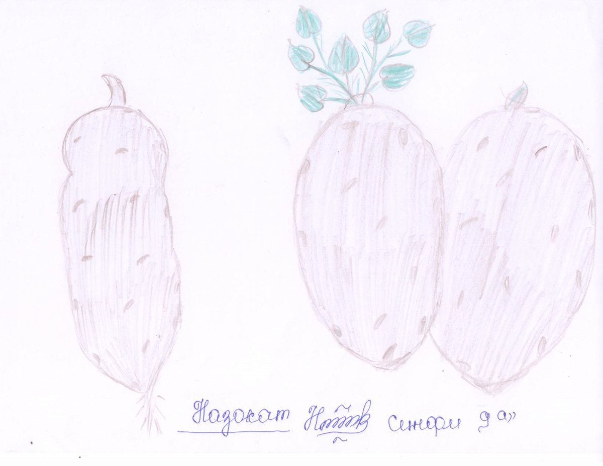 Cipotato's tweet photo. 9th graders in Tajikistan capture beauty of #sweetpotato. Vitamin A packed #OFSP infuses young scholars with the micronutrients they need to get the most out of their schooling @USAID is bolstering potato production in Tajikistanmbetting on a brighter future for #nextgen farmers https://t.co/xCPnZIg7Tt