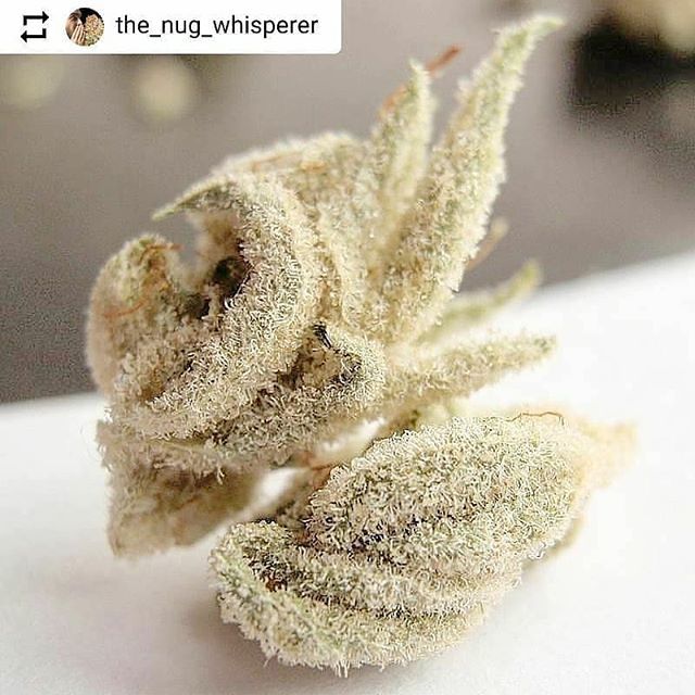 My goodness 😳 what is it?

Credit: @the_nug_whisperer #decapitation #decap #pre98bubba #whitemustang #jawsgear #seedswithbite#bud_city  #canadiancannabis #creative #creativecannabis #marijuana #weeddaily #weedblog #pothead #potheadsociety #positivevi… bit.ly/2qXSzO7