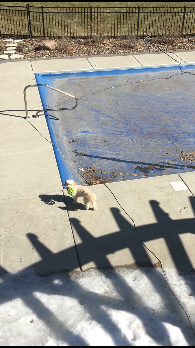 JodiLivon's tweet image. Hello WEDNESDAY! My puppy is noticing that it looks like both spring and winter in MN today. But it feels like SPRING! #grateful #MNspring #puppylove