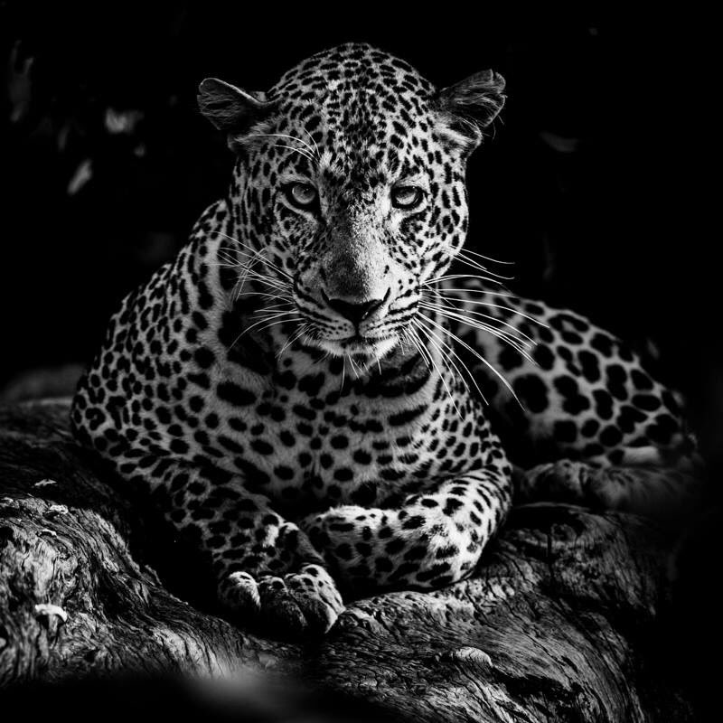 laurentbaheux's tweet photo. Leopard, Kenya 2013 - photo @laurentbaheux - Ni en #cage ni dans un #enclos, ni dans un #cirque ni dans un #zoo : en liberté à l’état #sauvage sur son #territoire, dans son habitat #naturel - #captivité = #torture pour les #animaux comme pour les hommes https://t.co/GASBoizTCv https://t.co/2iUjo2W3uQ