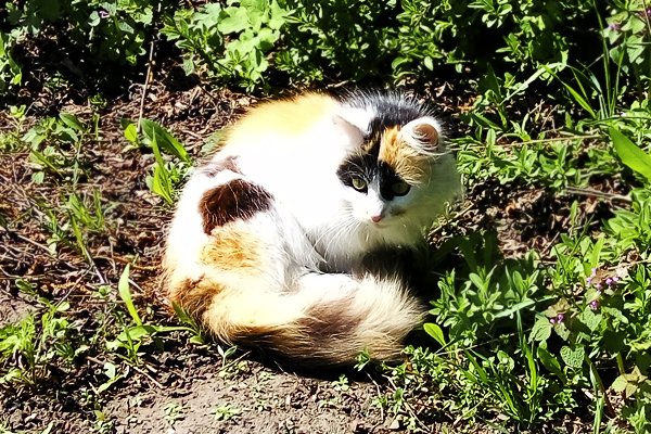 Cat_Invaders tweet picture