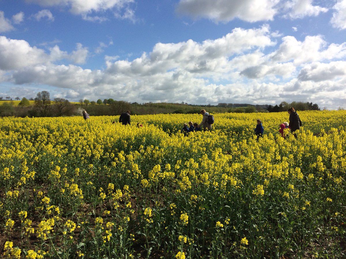 learningfarm's tweet photo. First school visit of the season and I managed not to loose any kids in the Oil seed rape! https://t.co/iMTAkziBV0