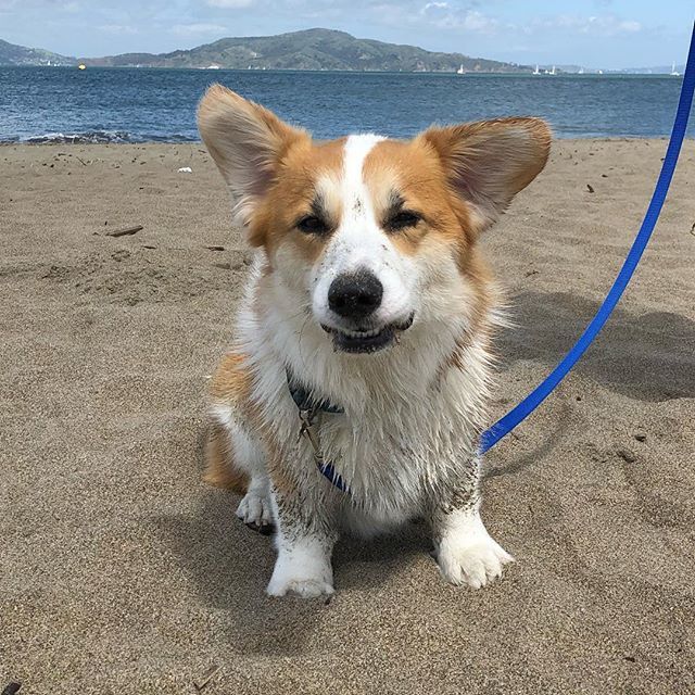 pancakescorgi's tweet photo. No more photos mahm! 🐶 📸
.
.
.
.
.
.
#corgisofinstagram #corgi #corgination #welshcorgi #pembrokewelshcorgi #corgilove #corgisofinsta #corgis #corgipuppy #corgipuppies #corgicommunity #corgilife #corgiworld #corgipup #corgibaby #corgistagram #corgigram #corgigram_ #instacorg… https://t.co/4pujDDYIxS