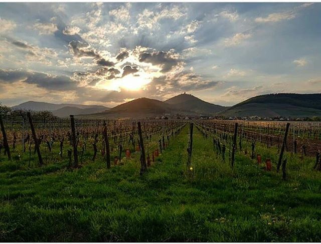 welovealsace's tweet photo. Belle soirée #igers
📷 @mlr.laure 
Sélection @virginiedebruyne 
#shkt
#welovealsace 
#hautkoenigsbourg
#visitalsace 
#jaimelafrance 
#sunset https://t.co/DTD5ZwkZ4o