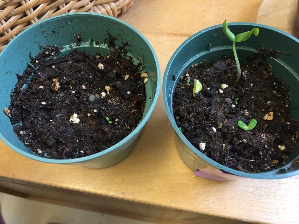 K3Westacres's tweet image. JA showed her plant to her friends, “Look how many are growing now!” #growinginquiry #meaningfulmath