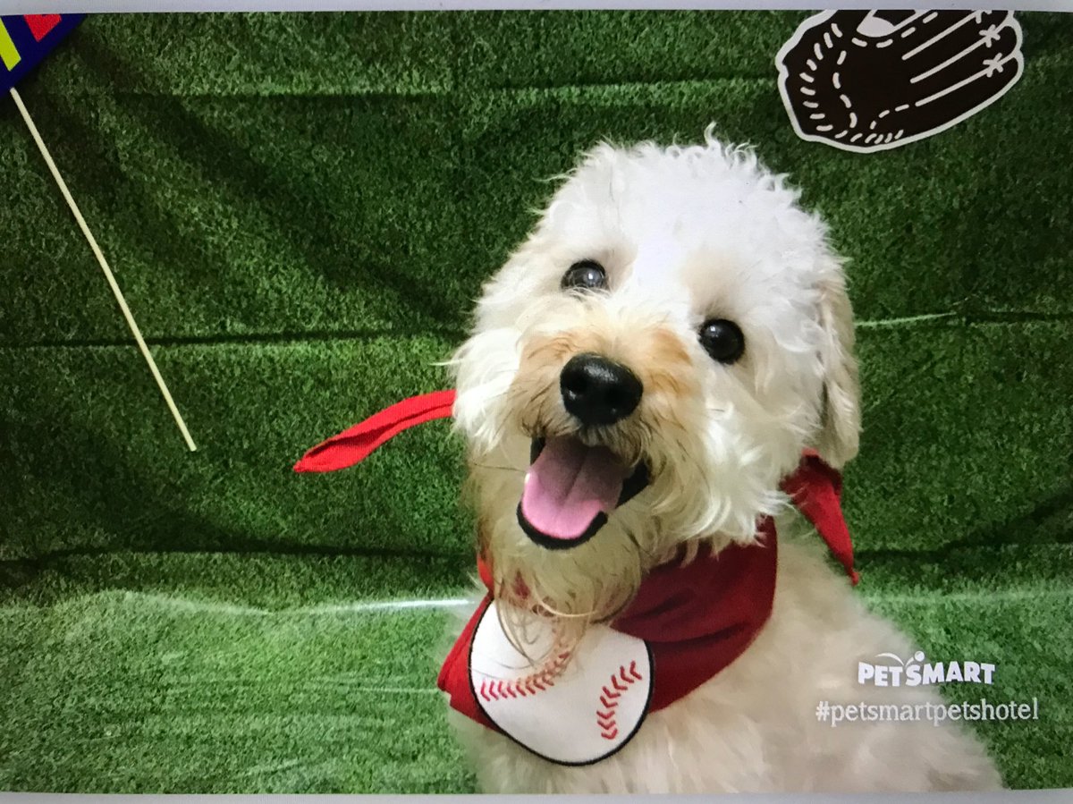 Check out these lil sluggers! 🐶🐾😍❤️⚾️ <a href="/PetSmart/">PetSmart</a> #petsmartplaydates