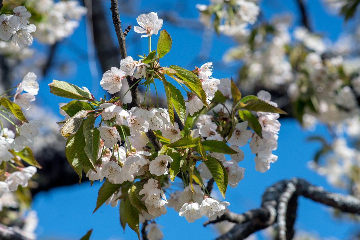 MkcPoli's tweet image. A #Carsegli #CaseVecchie piccolo paese della #ValPentemina nel @parcoantola fanno da corona vecchi #castagni #secolari #AlberiMonumentali
