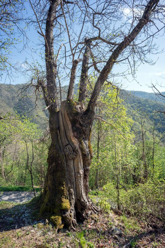 MkcPoli's tweet image. A #Carsegli #CaseVecchie piccolo paese della #ValPentemina nel @parcoantola fanno da corona vecchi #castagni #secolari #AlberiMonumentali