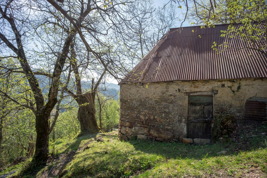 MkcPoli's tweet image. tra le fogli edegli alberi solo il rumore del vento e il tambureggiare del picchio che qui trova il suo habitat ideale
 #Carsegli #CaseVecchie #ValPentemina @parcoantola #AlberiMonumentali